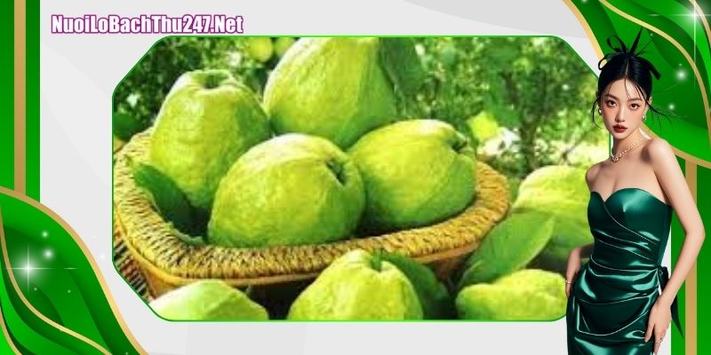 Top các con số nên đánh khi mộng cây ổi